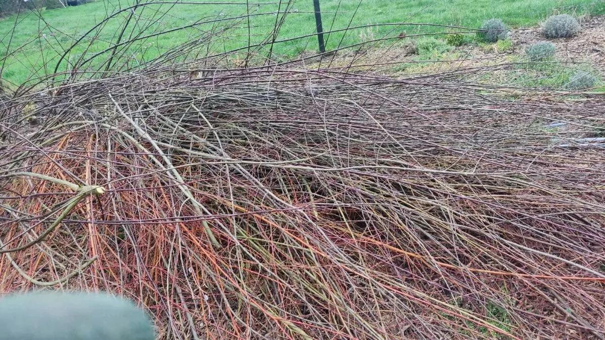 Willow to take away - Image 2