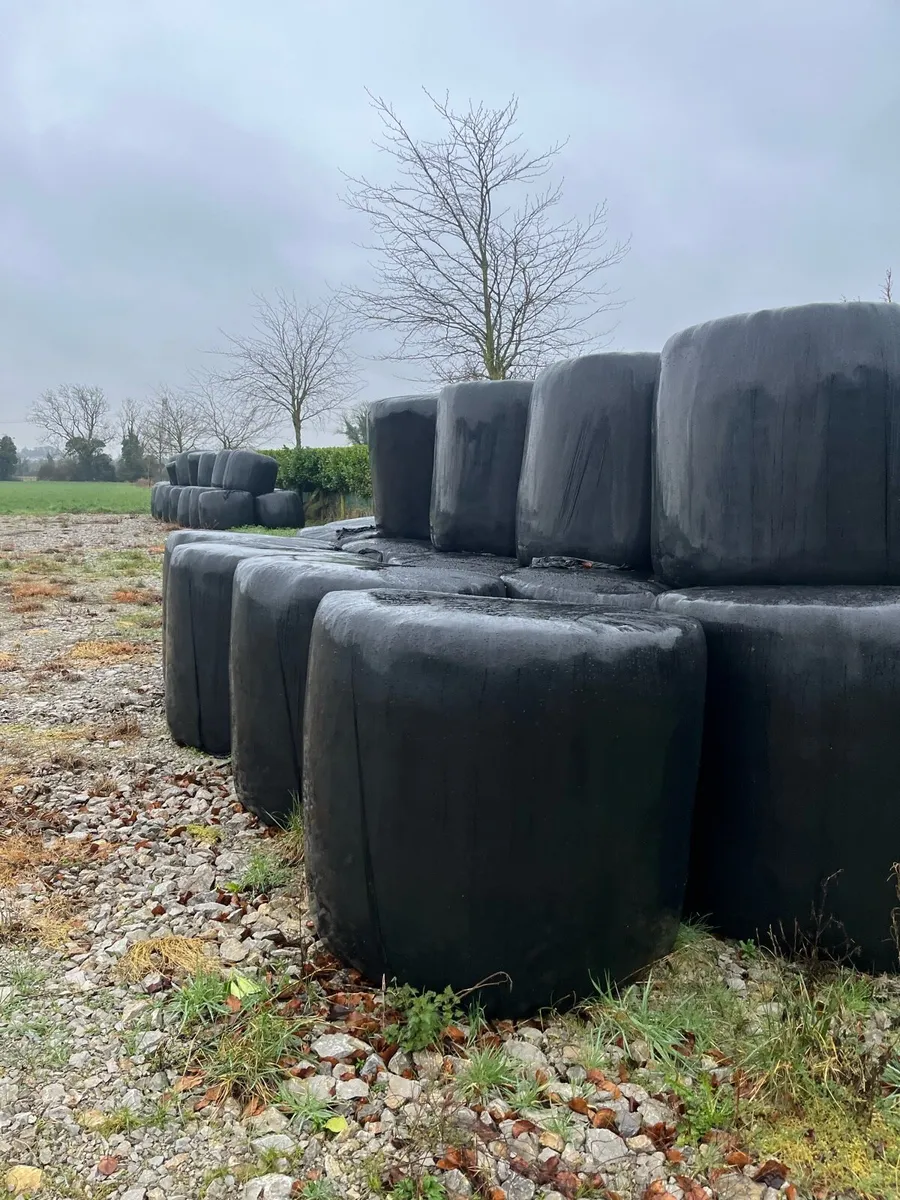 Silage bales for sale