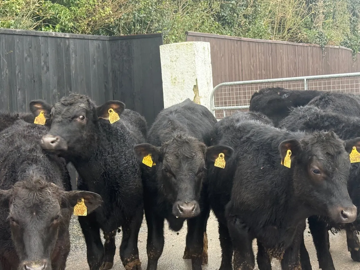 8 ABERDEEN ANGUS BULLOCKS ( HOMEBRED) - Image 3