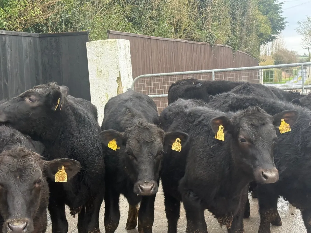 8 ABERDEEN ANGUS BULLOCKS ( HOMEBRED) - Image 1