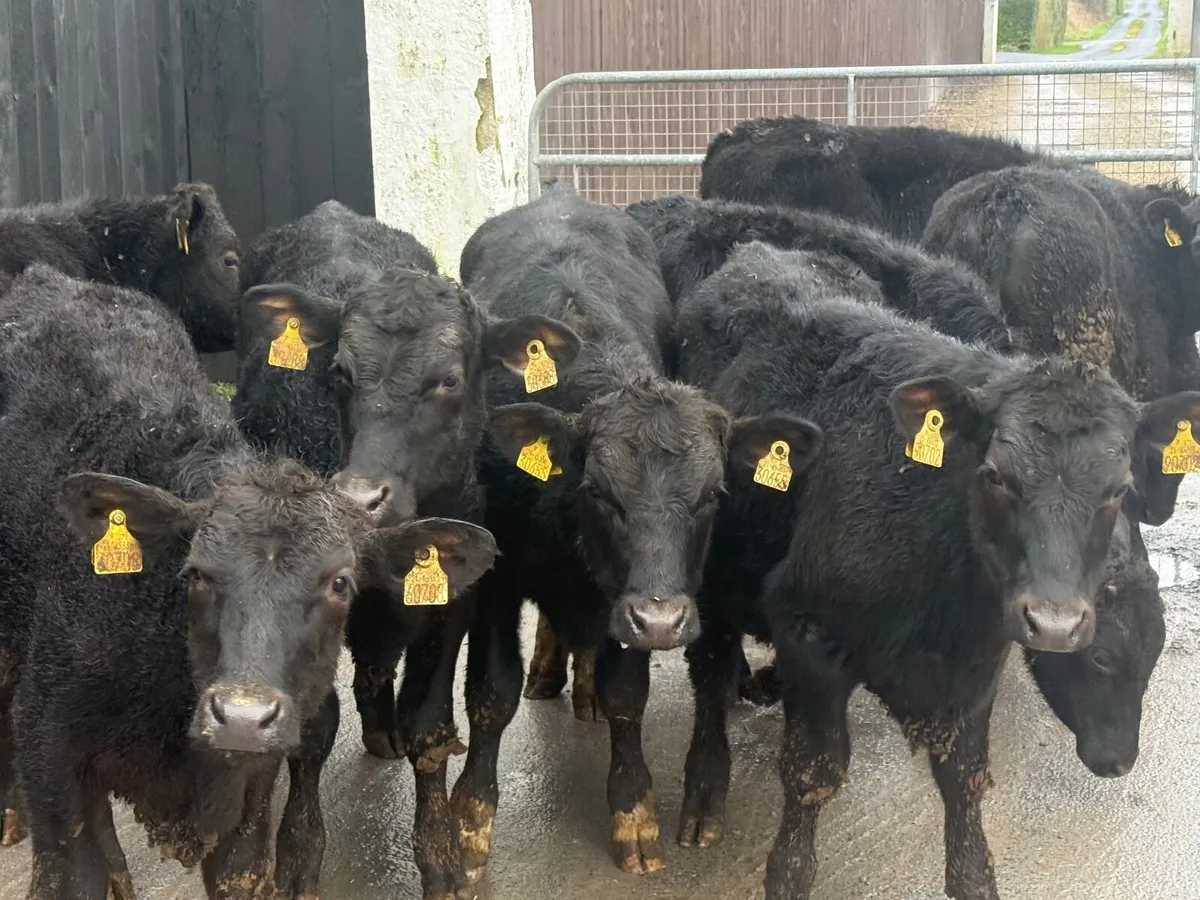 8 ABERDEEN ANGUS BULLOCKS ( HOMEBRED) - Image 2