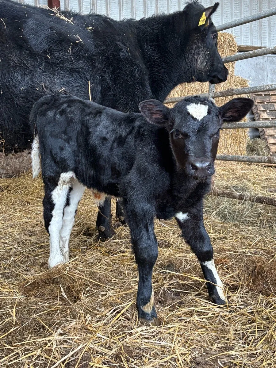 Heifer and calf - Image 1
