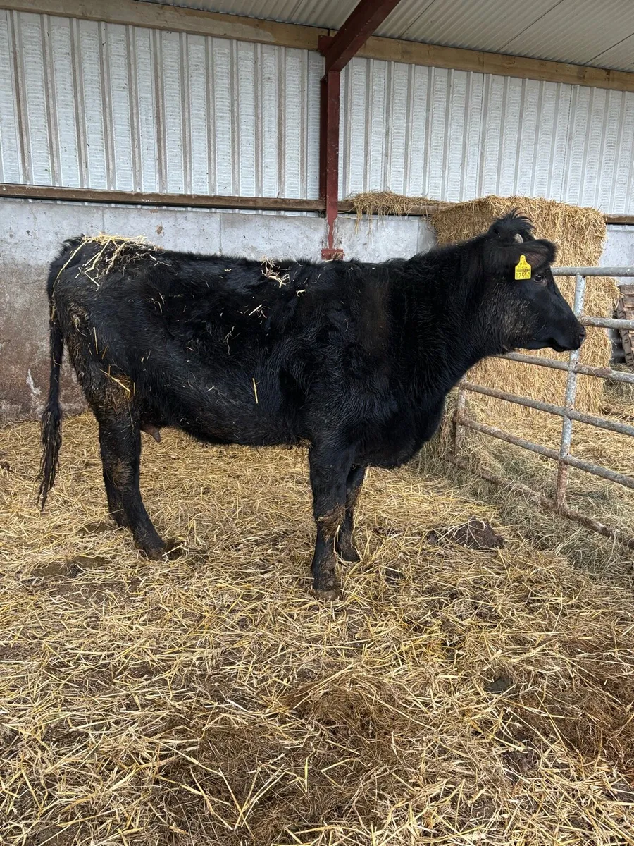 Heifer and calf - Image 4