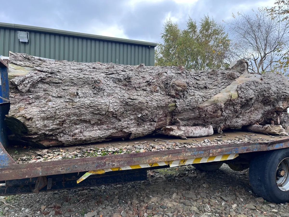 Timber log - Image 1