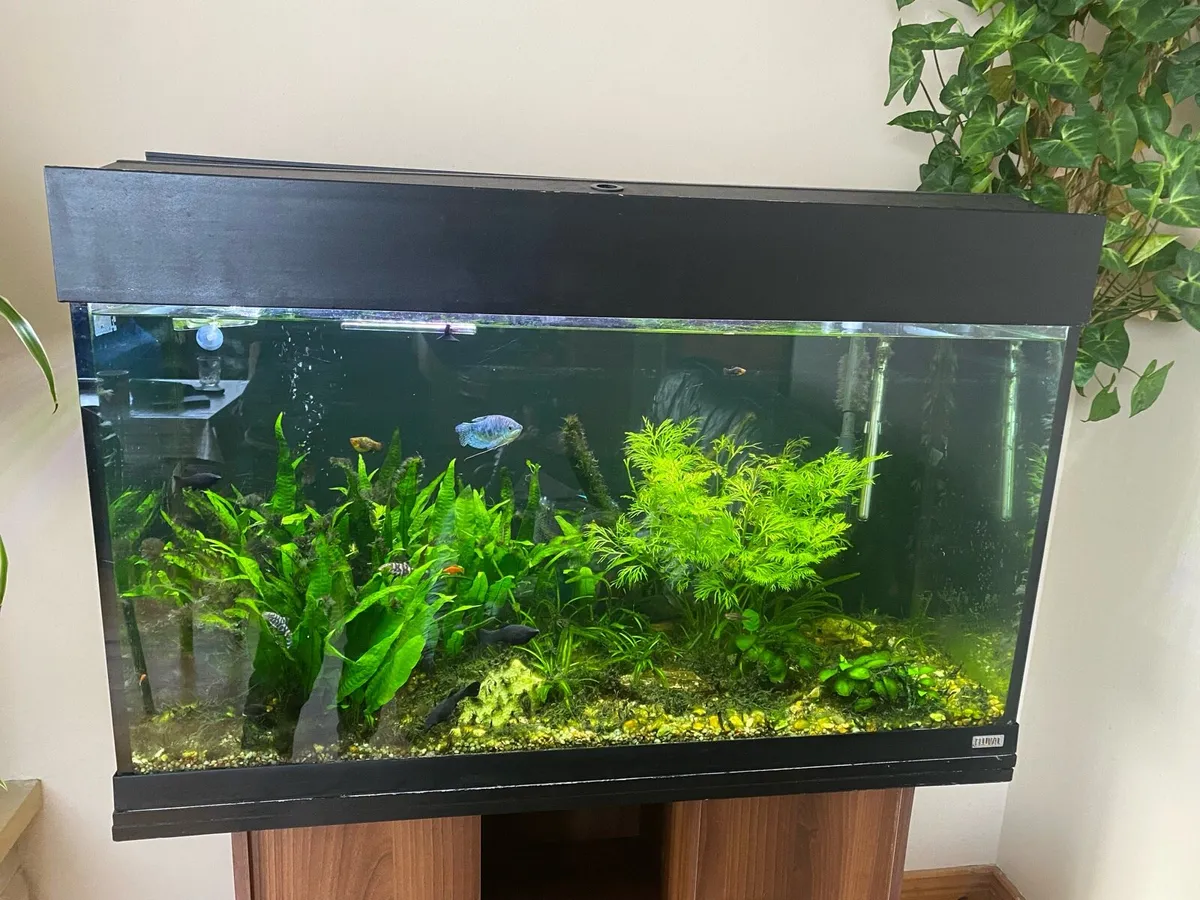 Fish tank with shelf - Image 3