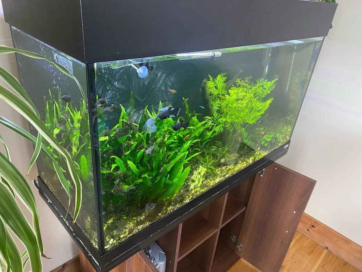 Fish tank with shelf - Image 2