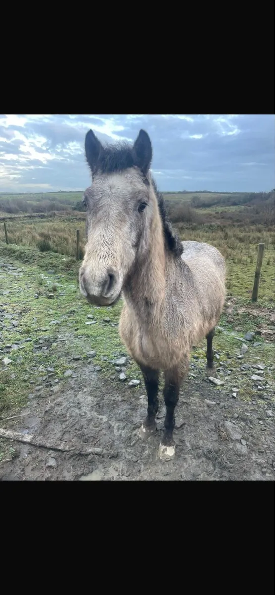Connemara pony - Image 1