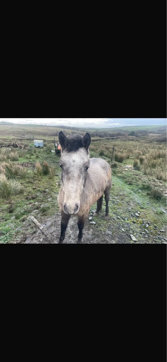 Connemara pony - Image 3