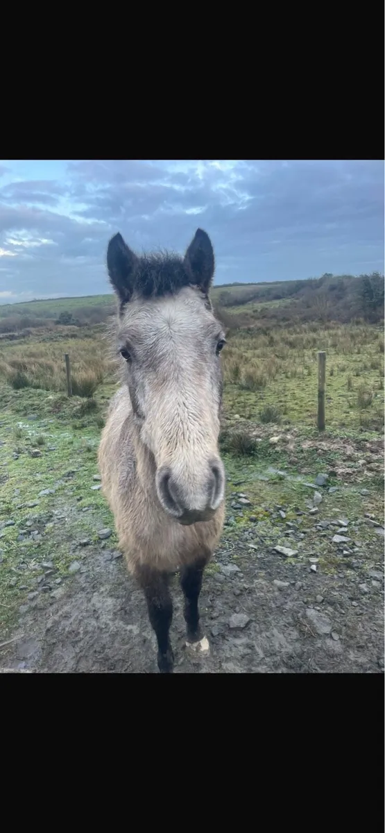 Connemara pony - Image 4