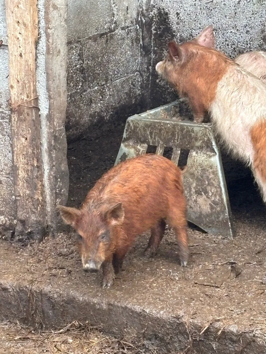 Pigs - Image 1
