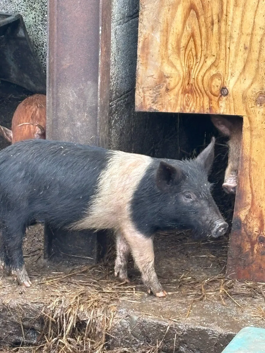 Pigs - Image 2