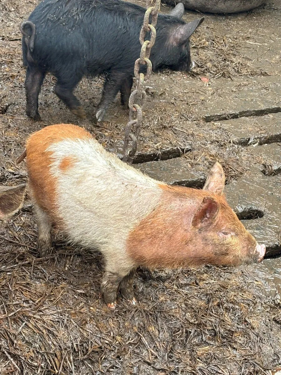 Pigs - Image 3