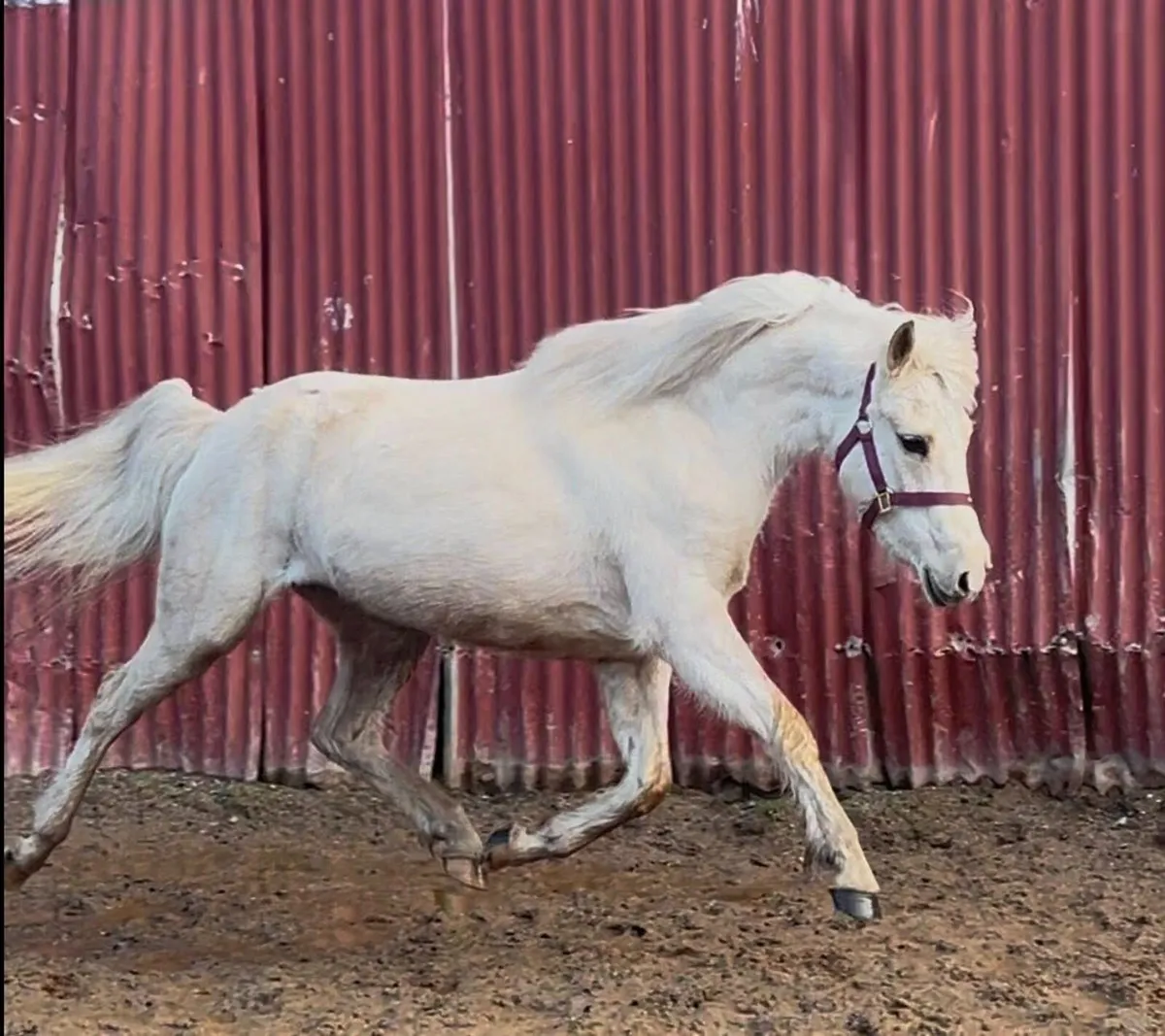 TWO FLASHY 13.2 PONIES - Image 3