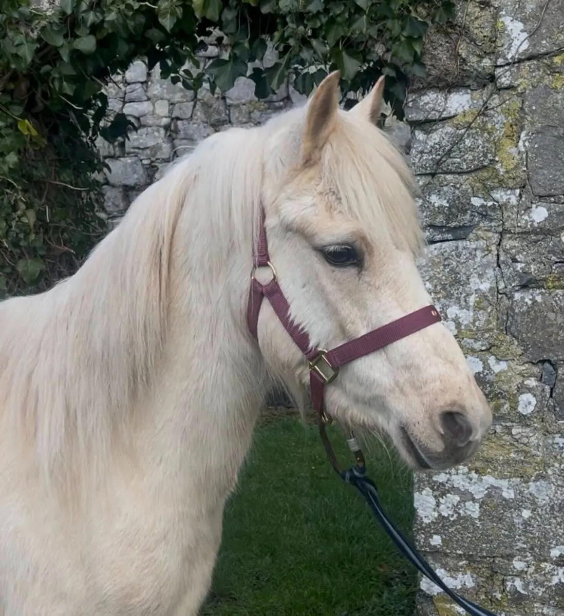 TWO FLASHY 13.2 PONIES - Image 4