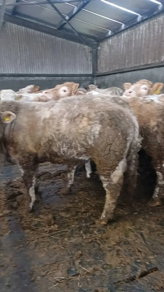 Store bullocks for sale in ballinasloe mart - Image 3