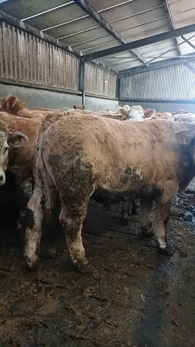 Store bullocks for sale in ballinasloe mart - Image 4