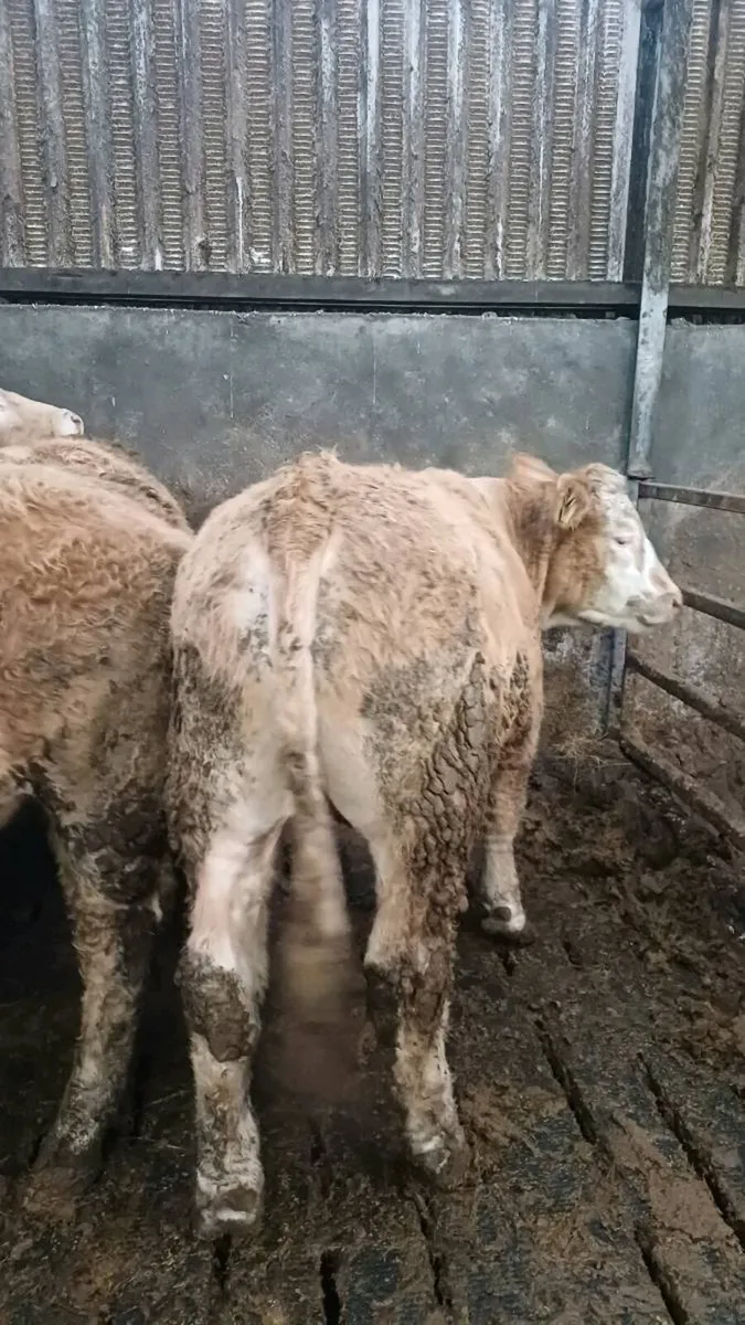 Store bullocks for sale in ballinasloe mart - Image 2