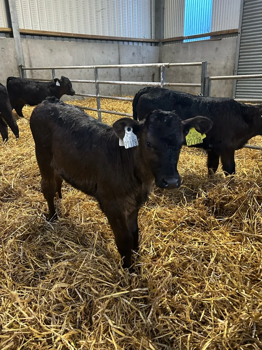 Calves - Image 2