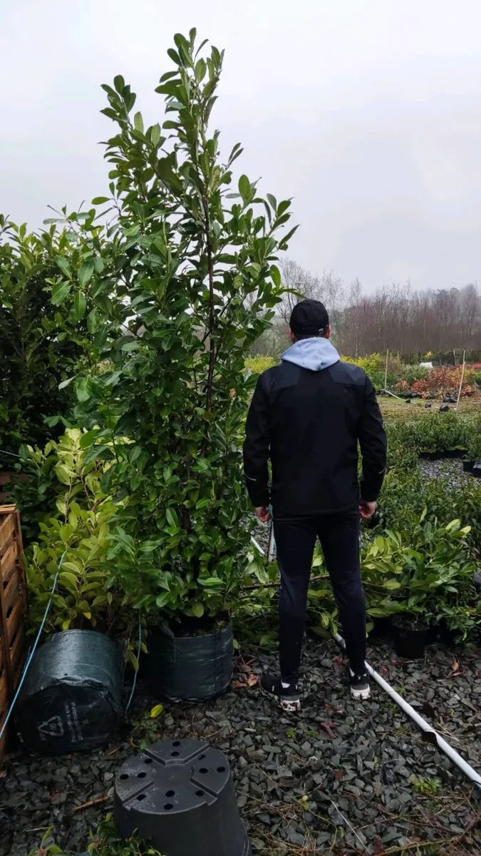 Green Beech in grades from 1 euro - Image 3