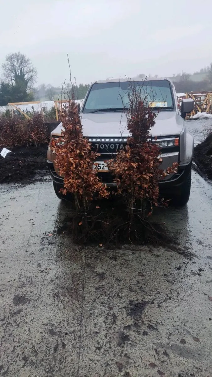 Green Beech in grades from 1 euro - Image 1