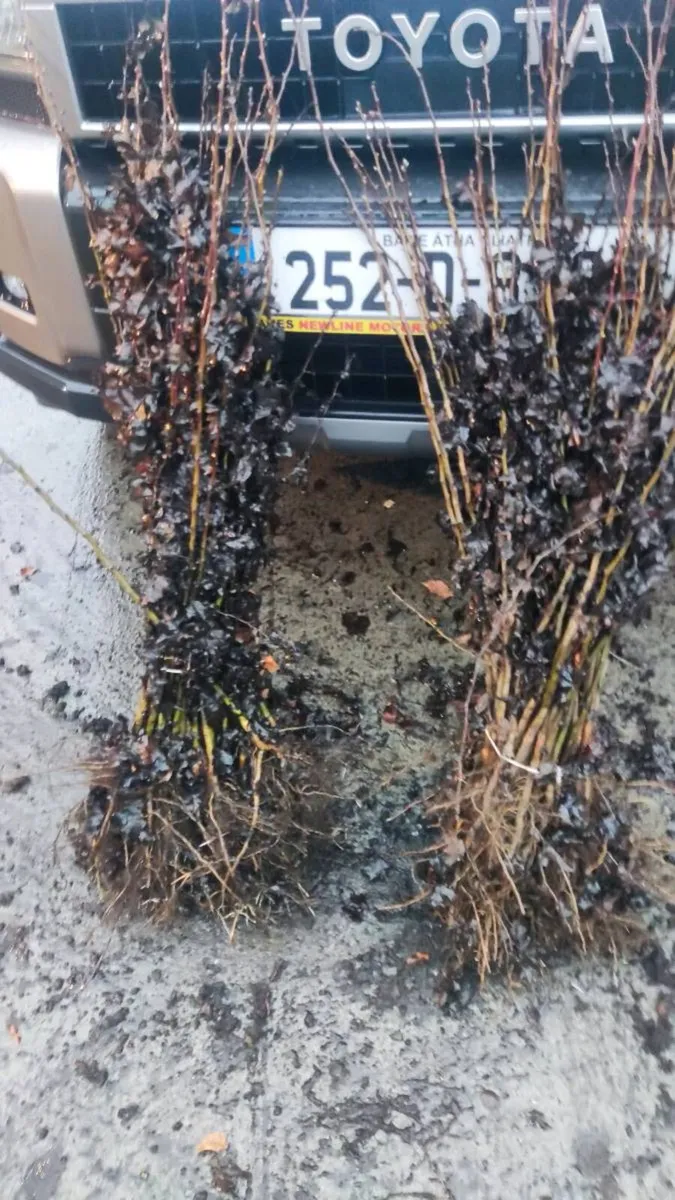 Green Beech in grades from 1 euro - Image 2