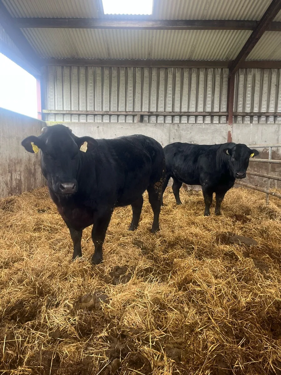 5 SUPER HEIFERS - Image 2