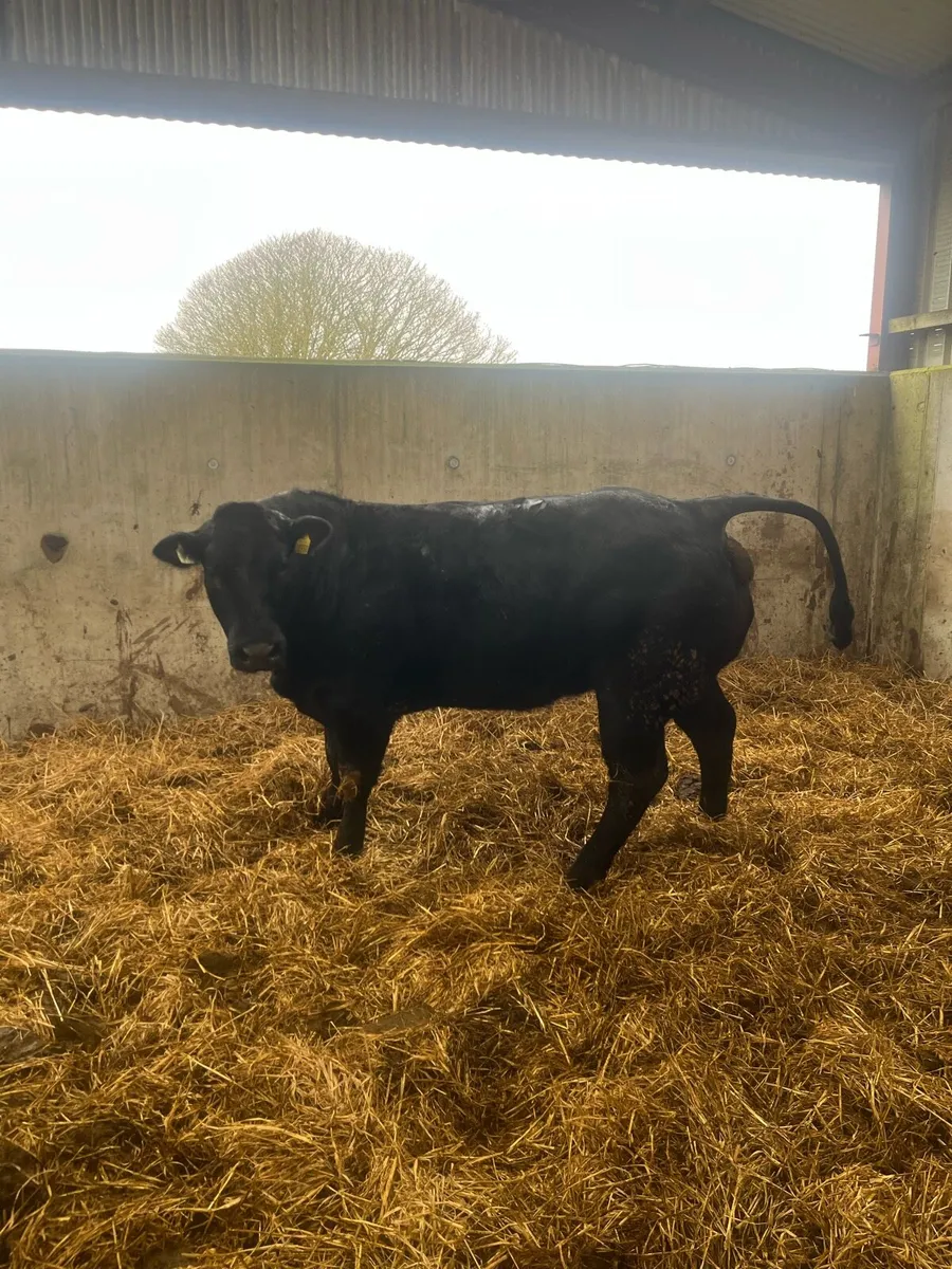 5 SUPER HEIFERS - Image 4