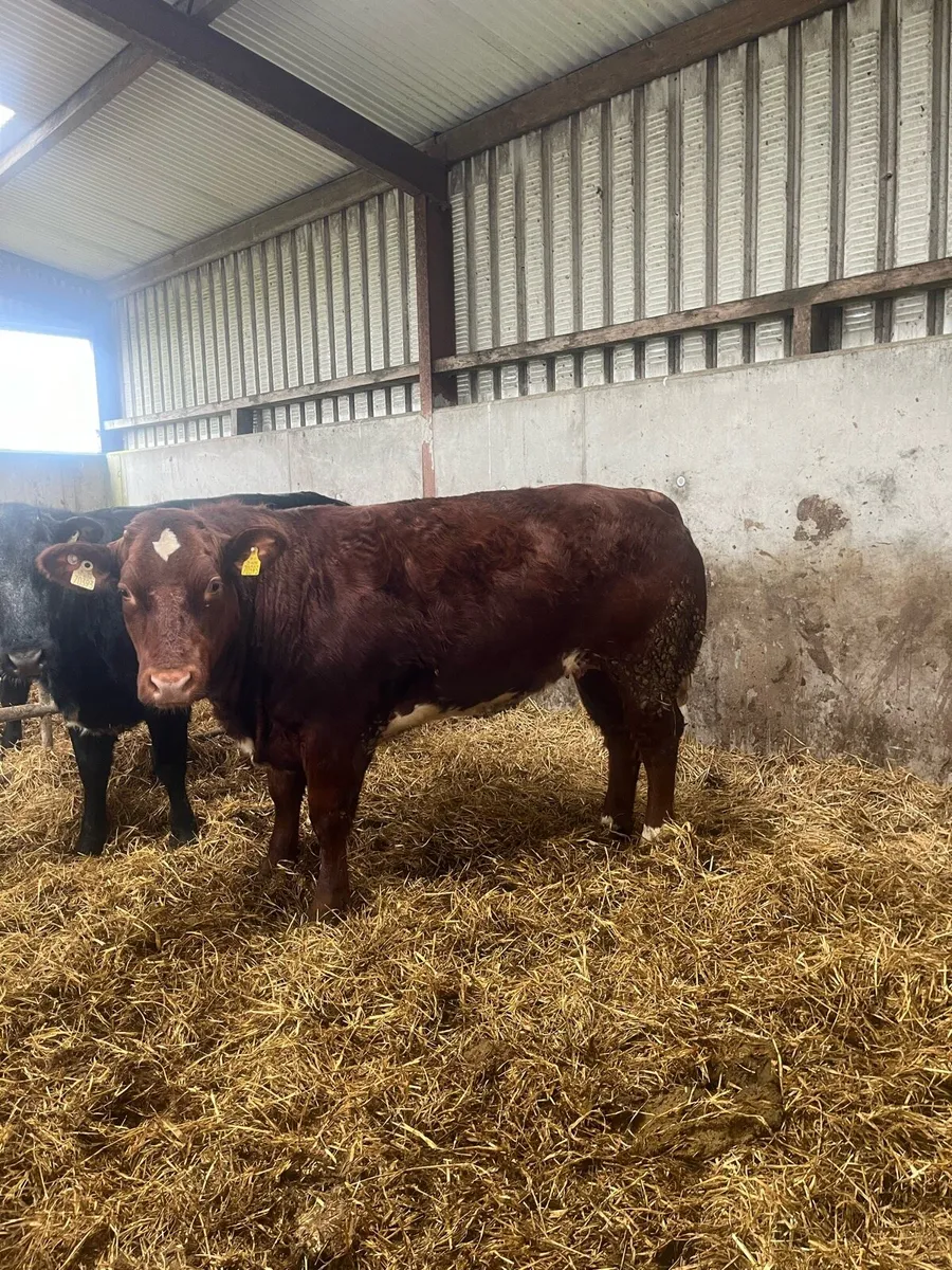 5 SUPER HEIFERS - Image 1