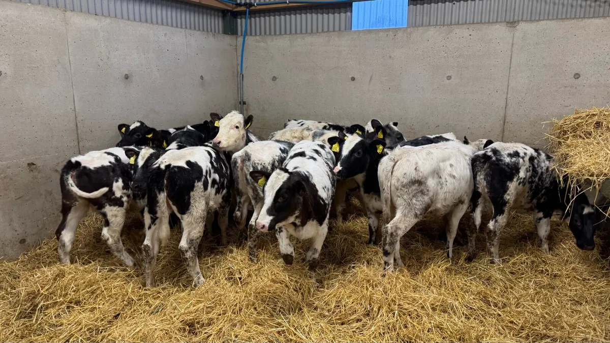 Belgian Blue Heifers - Image 1