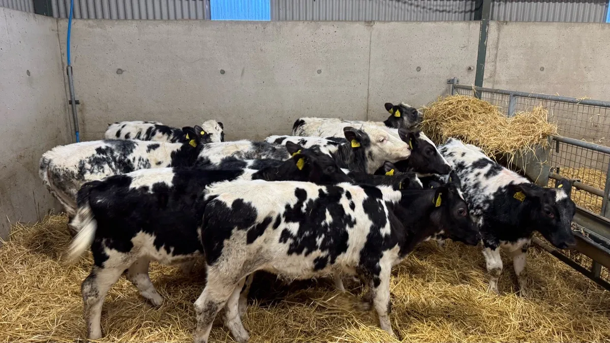 Belgian Blue Heifers - Image 3