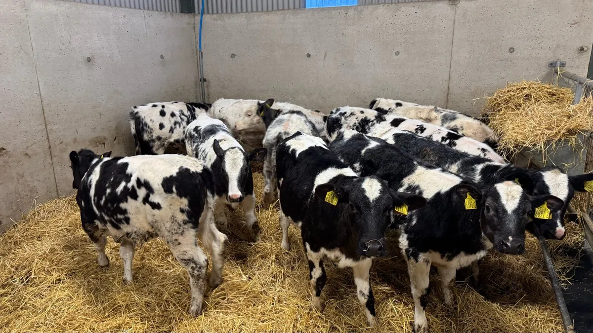 Belgian Blue Heifers - Image 2