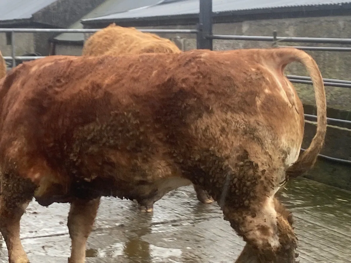 Bulling heifers - Image 3