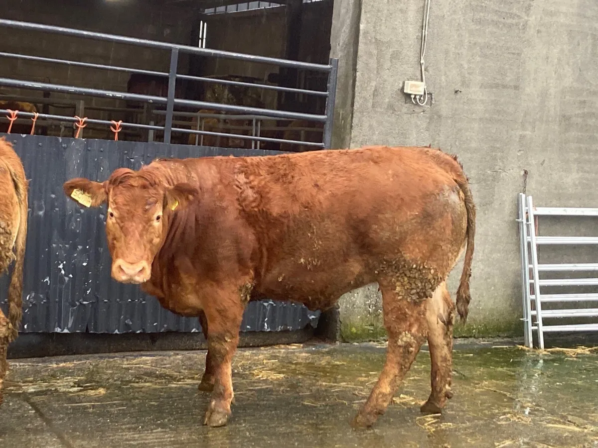 Bulling heifers - Image 4