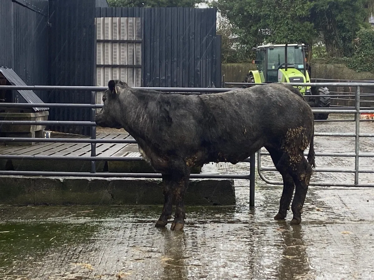 Bulling heifers - Image 1