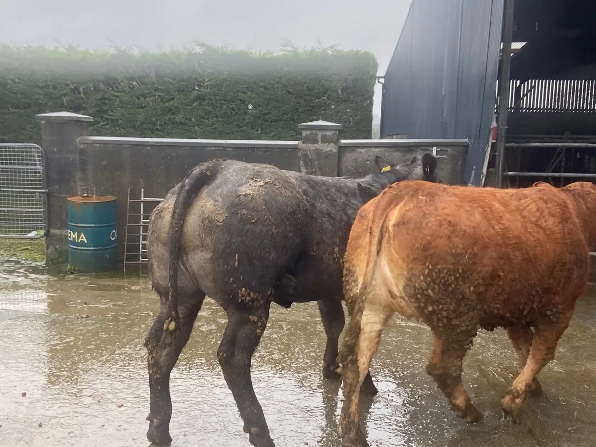 Bulling heifers - Image 2