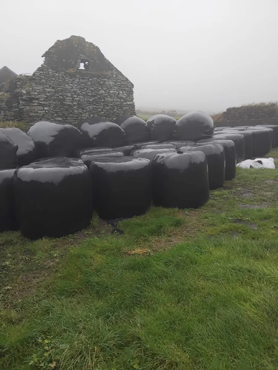 Silage bales - Image 1