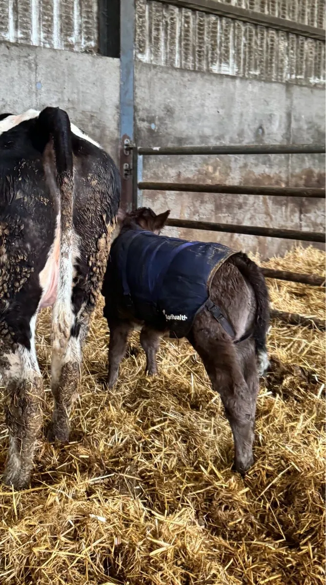 Heifers with calves at foot - Image 3