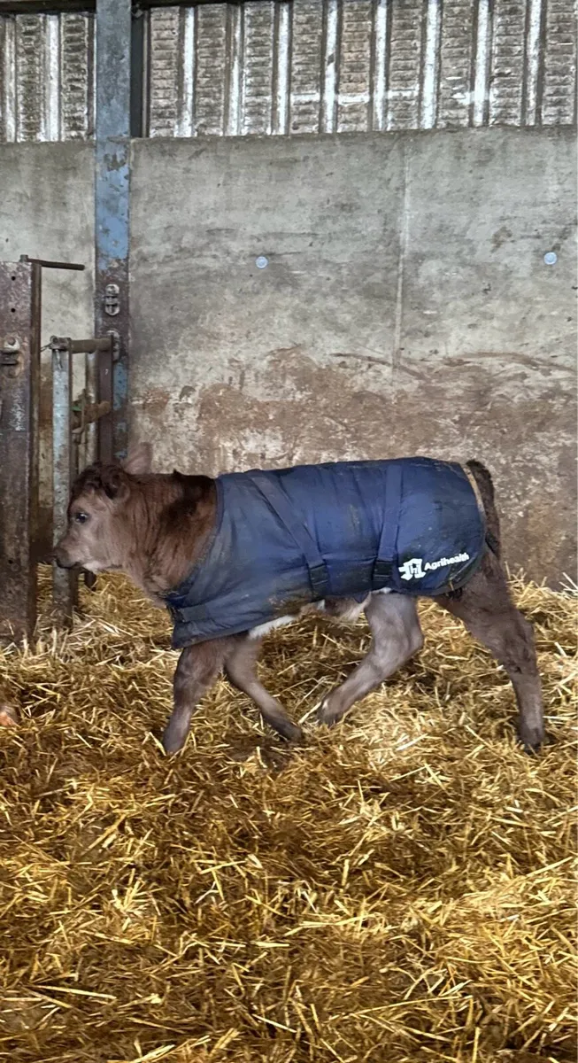 Heifers with calves at foot - Image 4