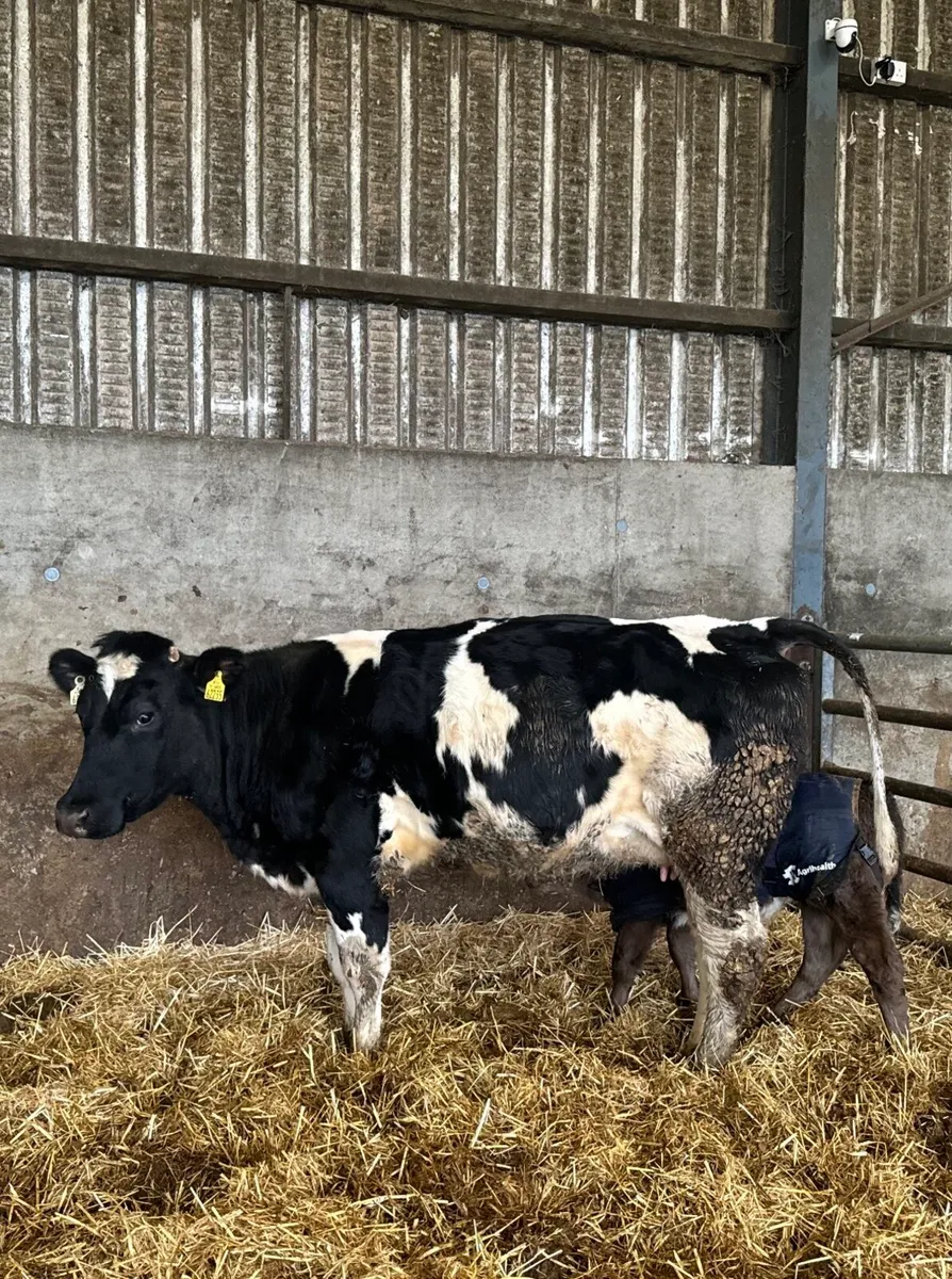 Heifers with calves at foot - Image 2