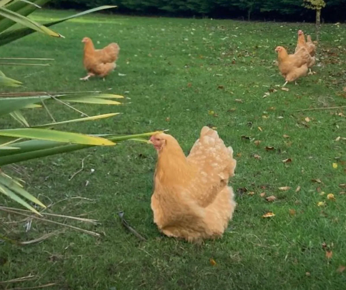 Laying hens/ducks/hatching eggs - Image 1