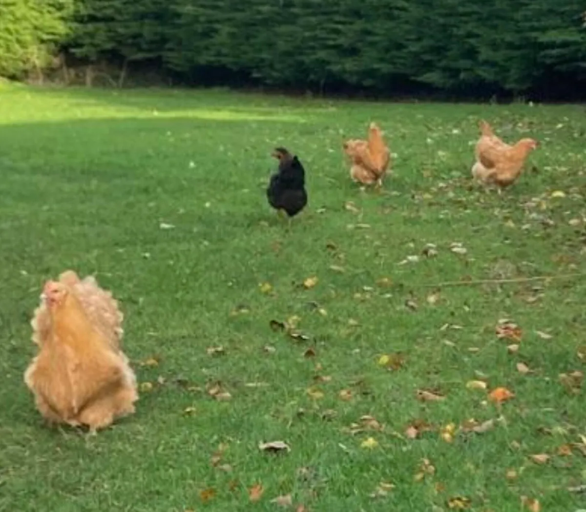 Laying hens/ducks/hatching eggs - Image 3