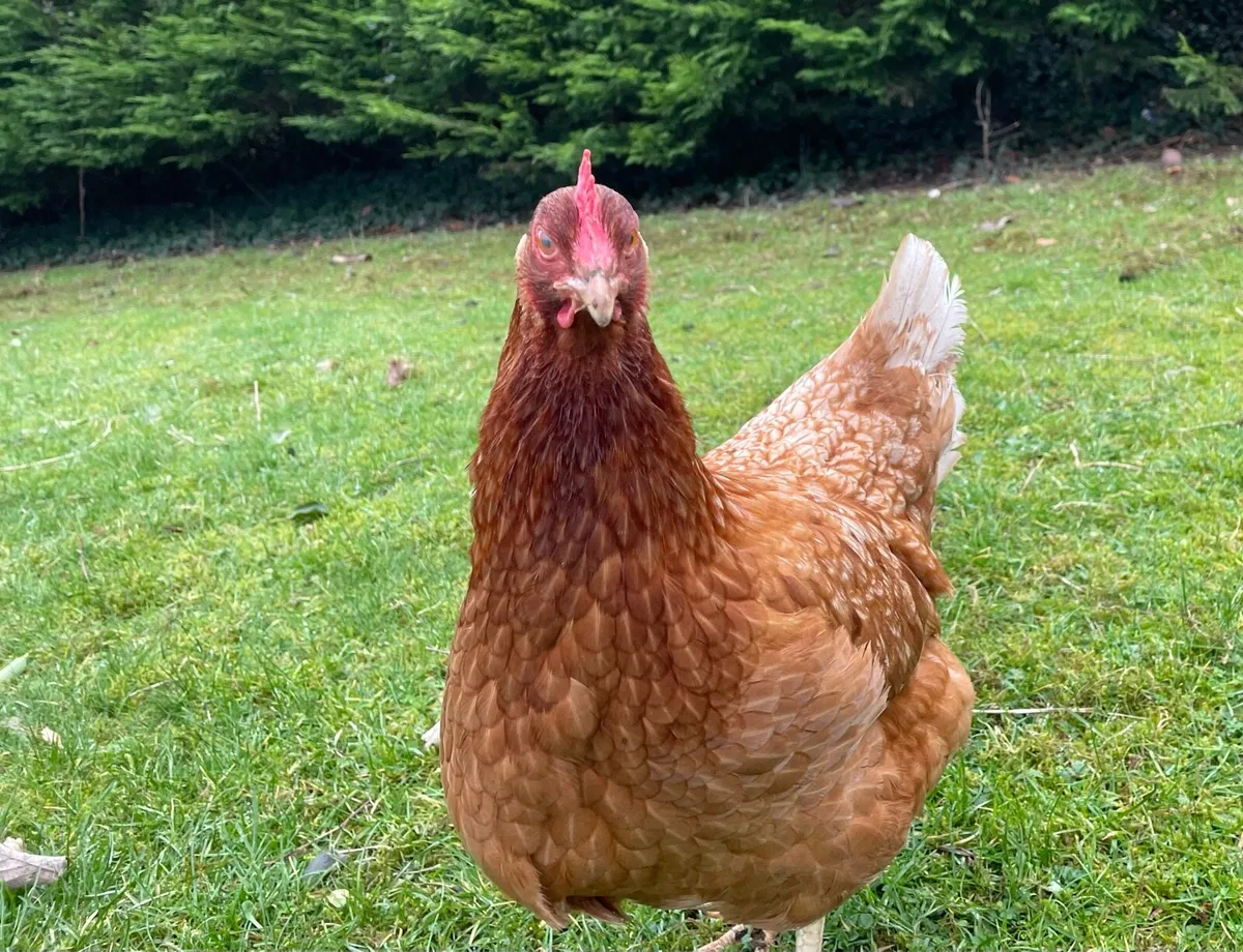 Laying hens/ducks/hatching eggs - Image 4