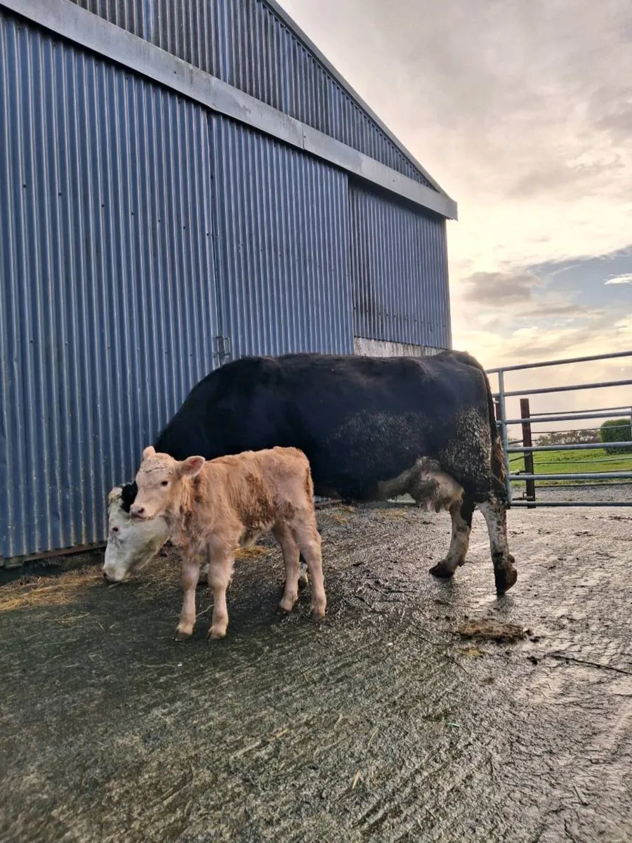 Suckler cow - Image 1