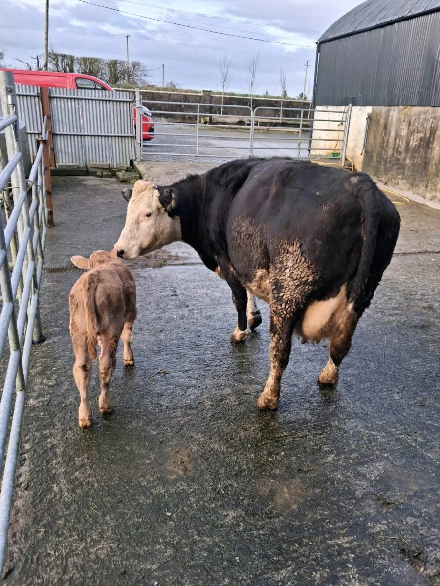 Suckler cow - Image 2