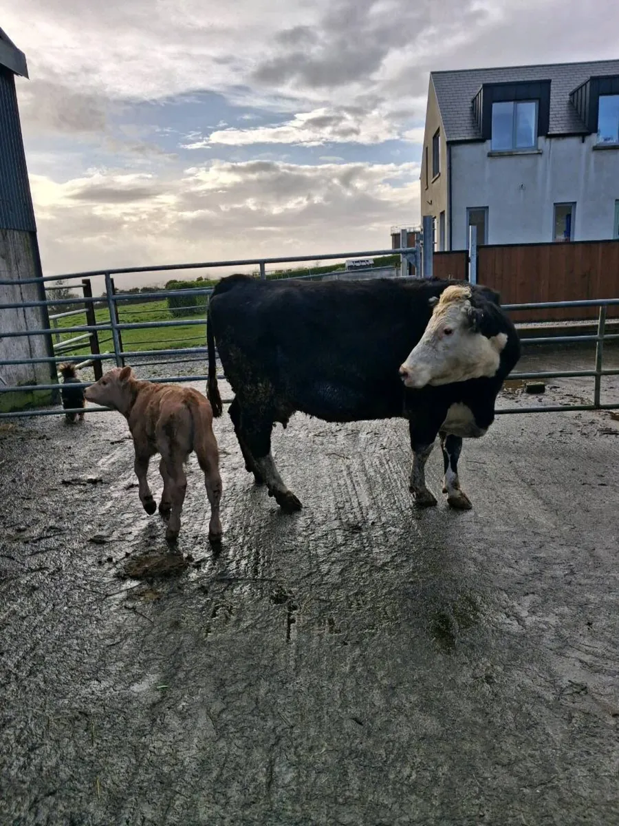 Suckler cow - Image 3