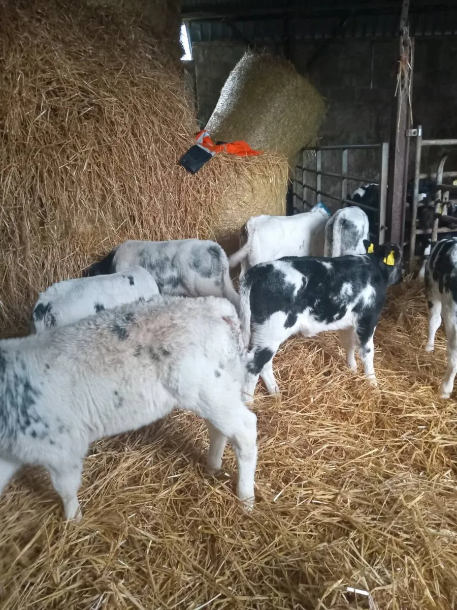 8 smashing belgian blues - Image 1