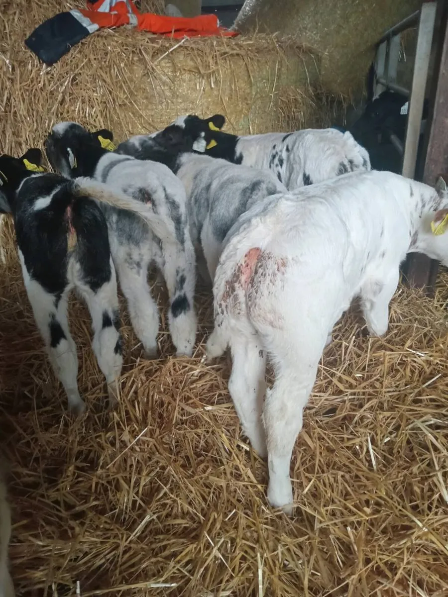 8 smashing belgian blues - Image 2