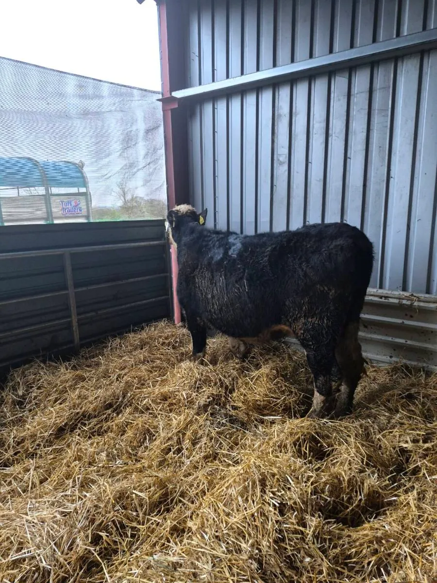 Hereford incalf,and calved  heifers - Image 1