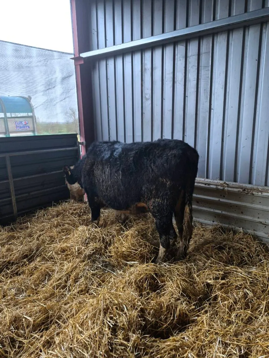 Hereford incalf,and calved  heifers - Image 2