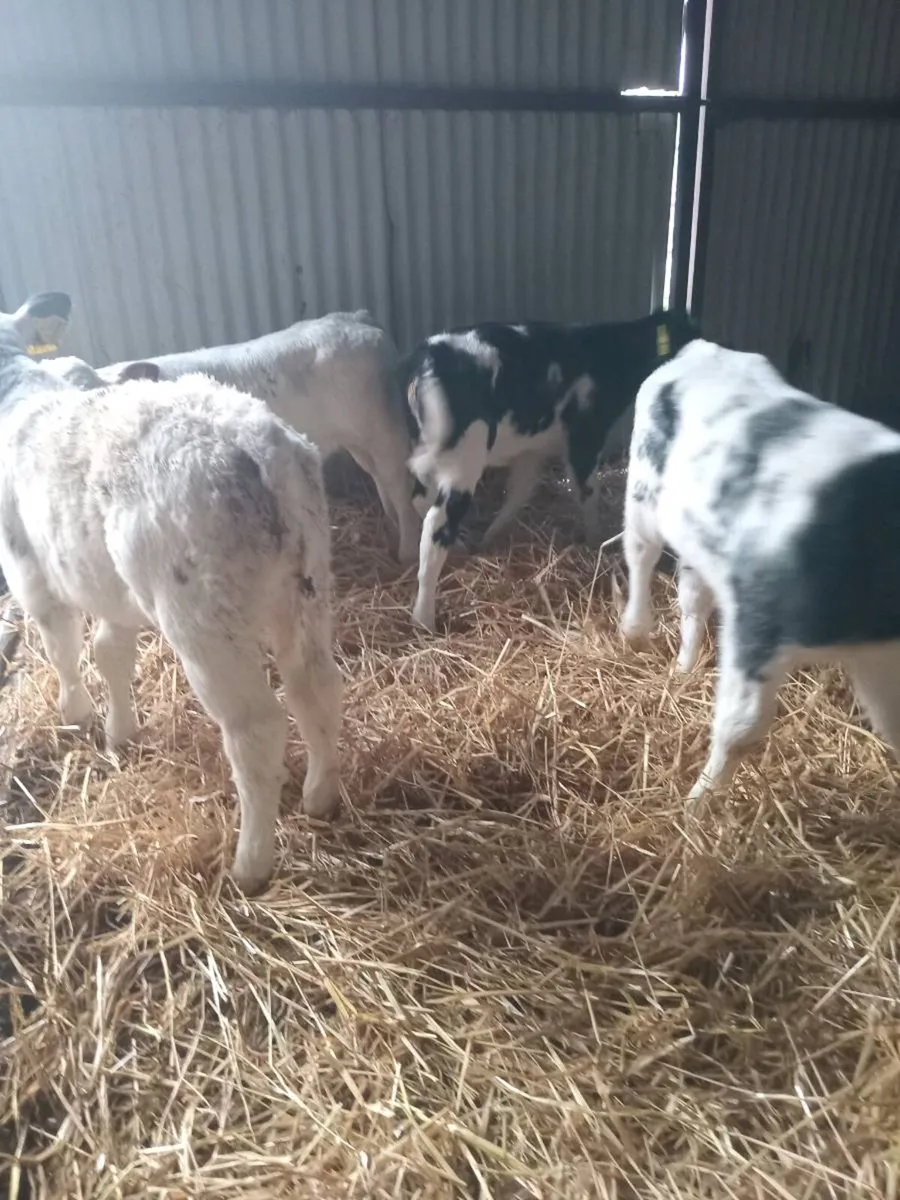 8 smashing belgian blues - Image 3